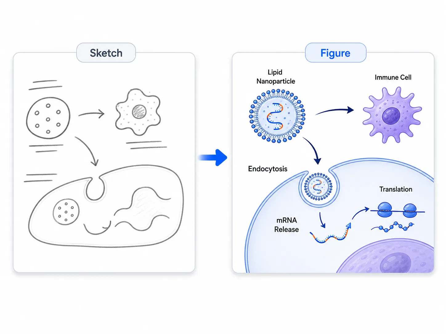 Sketch to scientific figure example