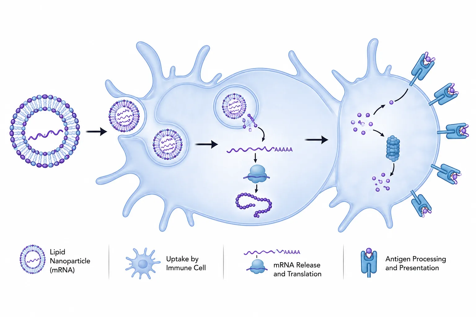 Graphical abstract example showing nanoparticle delivery