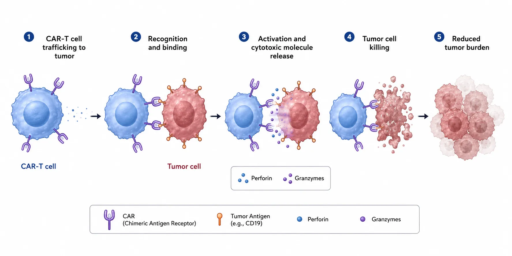 Mechanism diagram example for tumor immune response