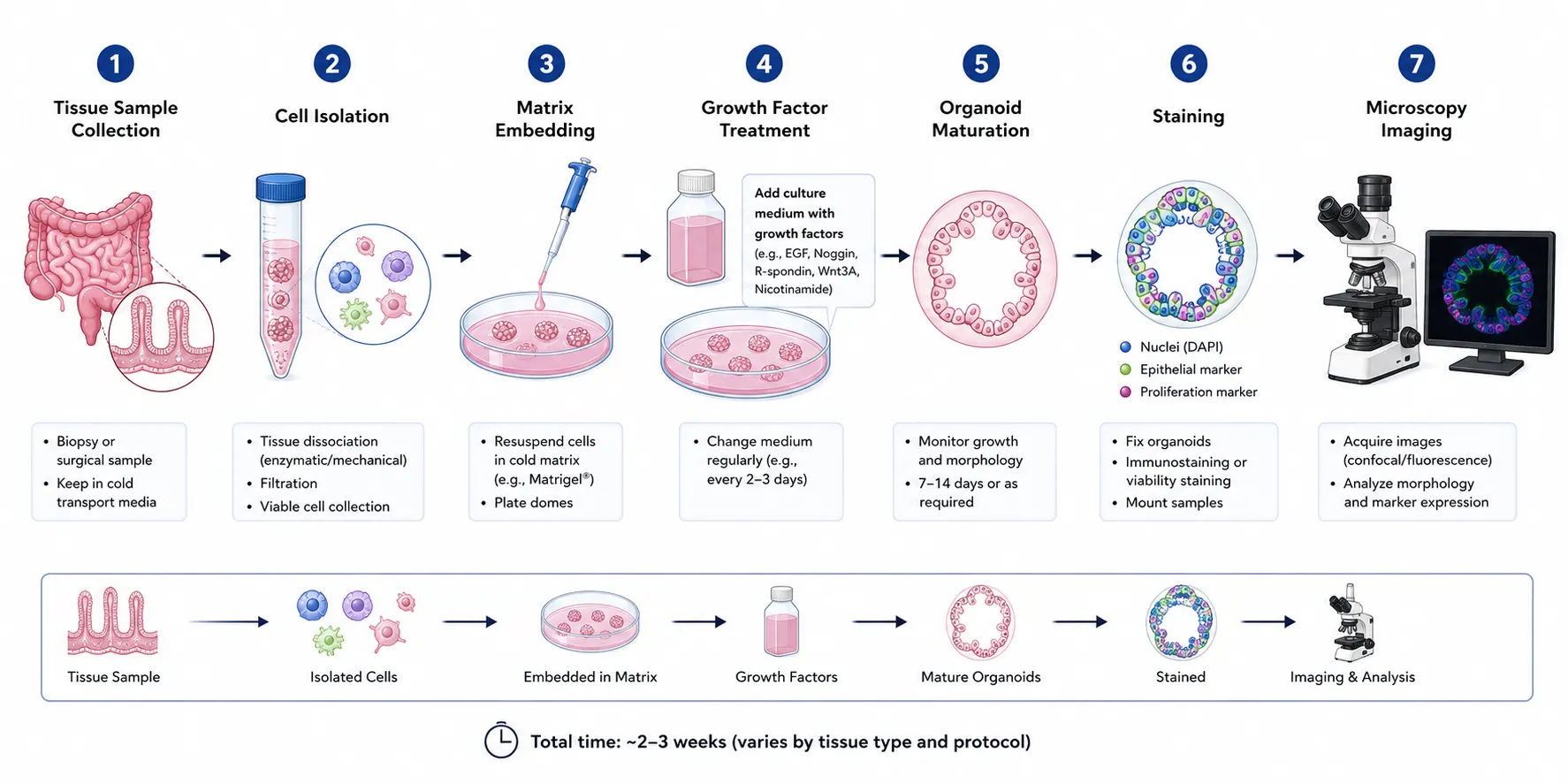 Protocol workflow example for organoid experiment