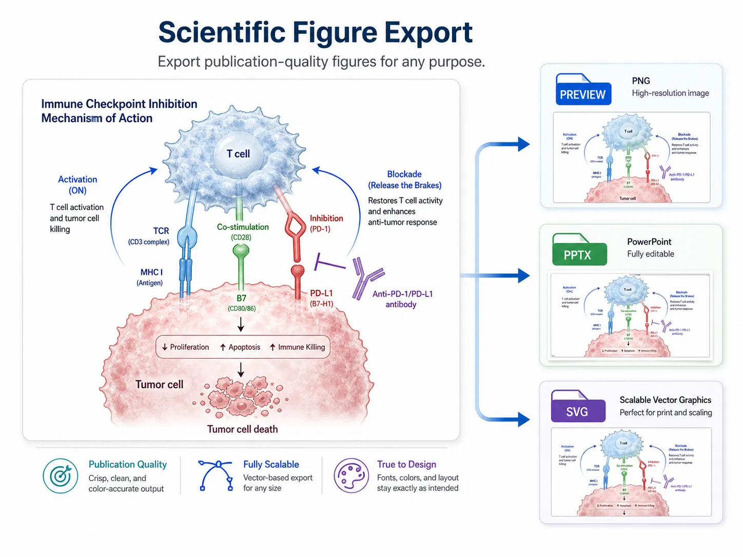 Export de la figure scientifique montrant l'aperçu, les sorties PPTX et SVG