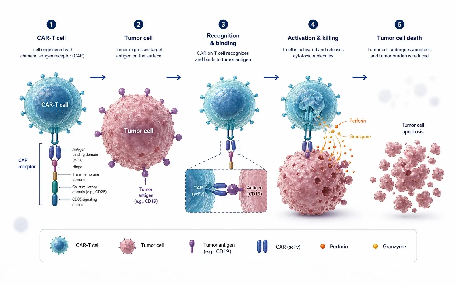 Texto a Ejemplo de Figura que muestra el mecanismo de respuesta inmune al tumor CAR-T